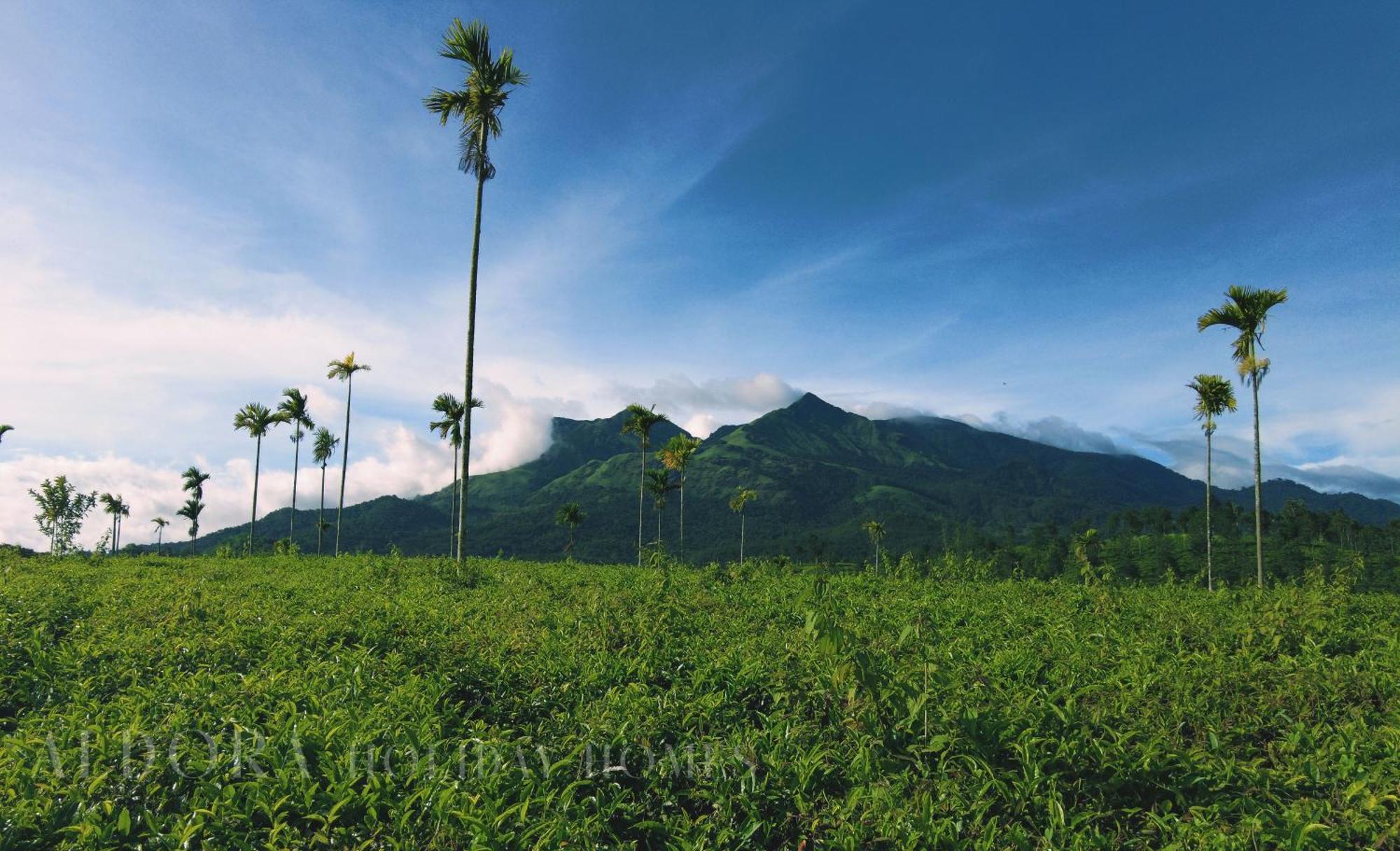 Aldora Holiday Homes Vythiri Bagian luar foto